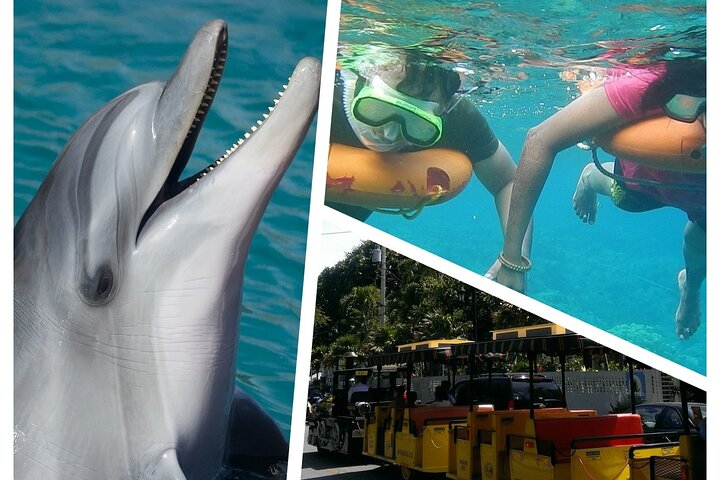 Dolphin Watch, Snorkel, Open Bar & 1 Day Hop-On Hop-Off - Photo 1 of 25